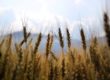 cooperativas agrarias- grupo neolan
